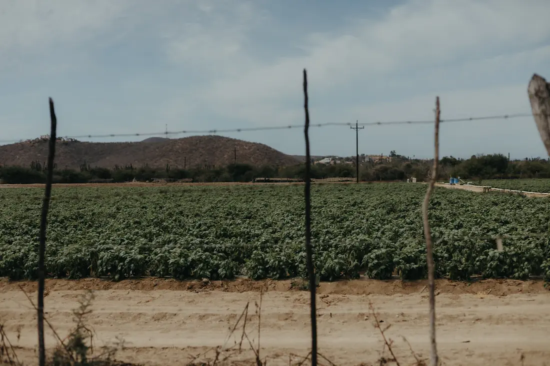 Parcela de cultivo delimitada con una cerca de alambre